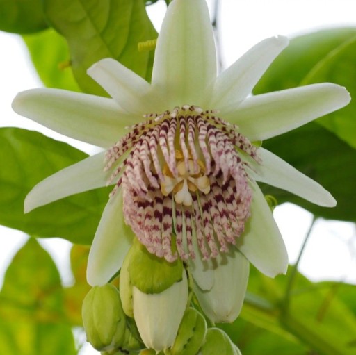 Semienka mučenky Passiflora nigradenia 5 ks Popínavá liána s bielymi hviezdicovitými kvetmi a jedlými plodmi Do skleníka aj na oporu