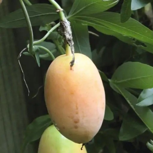 Semienka mučenky pletnej Passiflora incarnata 10 ks Mrazuvzdorná popínavá liána s jedlými plodmi a fialovými kvetmi Na oporu i do skleníka