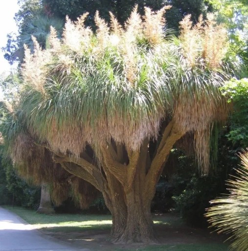 Semienka Nolina longifolia 5 ks Okrasný stromovitý sukulent s dlhými úzkymi listami a krémovými kvetmi Do skleníka aj zimnej záhrady