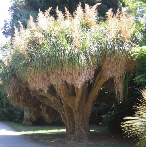 Semienka noliny Nolina longifolia 5 ks Sukulentná drevina s dlhými trávnatými listami a mohutným kmeňom Do interiéru aj skleníka
