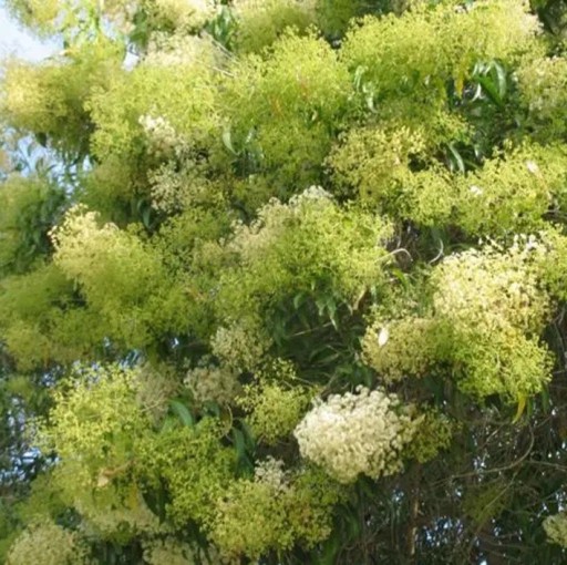 Semienka Nuxia floribunda 10 ks Bohato kvitnúci okrasný strom s krémovo bielymi voňavými kvetmi v latách Do skleníka aj zimnej záhrady