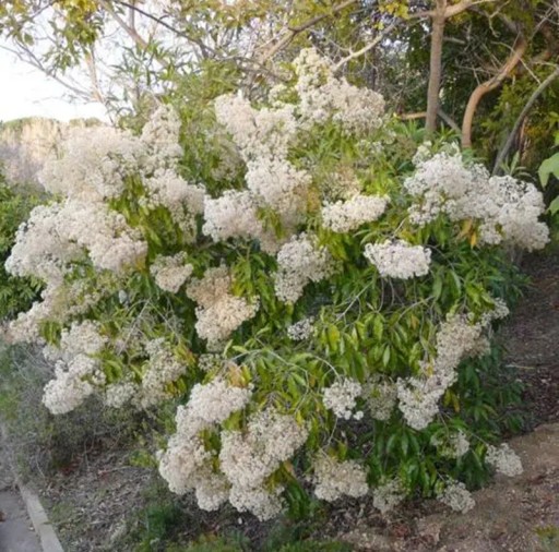 Semienka Nuxia floribunda 10 ks Exotický strom s bohatými krémovo bielymi kvetenstvami Kvetúca drevina do skleníka aj zimnej záhrady