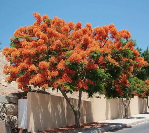 Semienka ohnivec kráľovský Delonix regia 10 ks, oranžovo kvitnúca tropická drevina z Madagaskaru na pestovanie okrasných stromov a bonsají