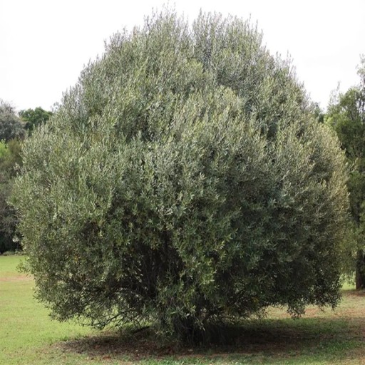 Semienka olivovníka afrického Olea europaea subsp. africana 10 ks Strom s hustou korunou a šedozelenými úzkymi listami Do kvetináča aj skleníka