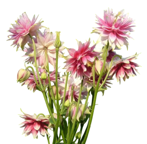 Semienka orlíčka Aquilegia vulgaris Nora Barlow, 20 ks, vytrvalka s plnými ružovo-bielymi kvetmi, výsadba do trvalkových záhonov