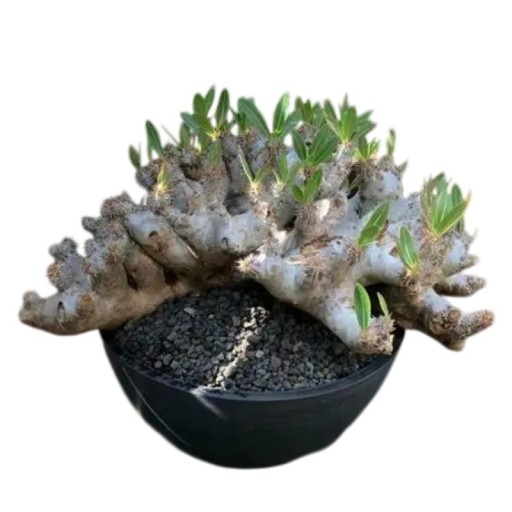 Semienka Pachypodium densiflorum 5 ks Sukulent so ztlusteným trnitým kmeňom a zelenými listami Do kvetináča aj zbierky kaudexných rastlín