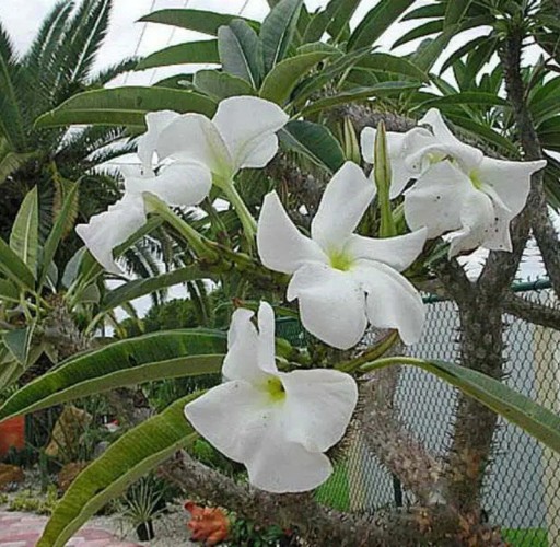 Semienka Pachypodium rutenbergianum 10 ks Sukulentný strom s tŕnitým kmeňom a veľkými bielymi kvetmi Do kvetináča aj zbierky sukulentov