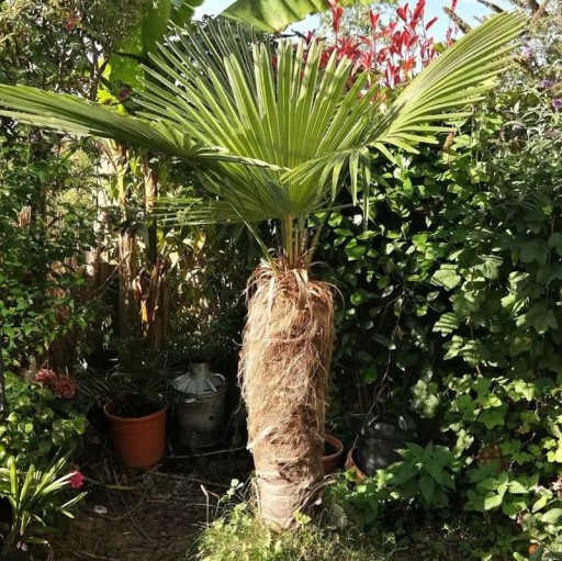 Semienka palmy Trachycarpus fortunei Naini Tal 10 ks Mrazuvzdorná vejčitá palma so zelenými listami Na záhradu aj do nádoby