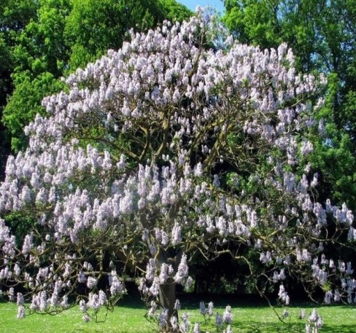 Semienka paulovnie Paulownia fortunei 200 ks Rýchlo rastúci okrasný strom so svetlo fialovými trubkovitými kvetmi Na záhradu aj ako solitér