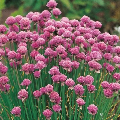 Semienka pažítky Allium schoenoprasum Fine Leaved, 250 ks, jemnolistá odroda s úzkymi zelenými listami, výsadba na záhradu a do nádob