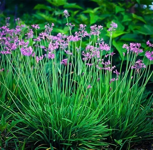 Semienka společenky Tulbaghia violacea 10 ks Trvalka s fialovými hviezdicovitými kvetmi a cesnakovou chuťou Na záhon aj do truhlíka