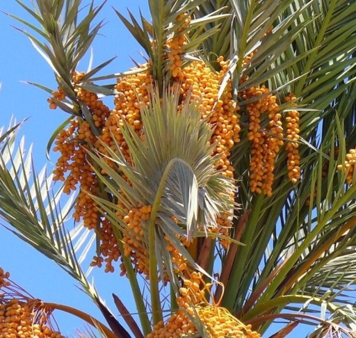 Semillas de datilero verdadero Phoenix dactylifera 5 uds Palma con dátiles comestibles y hojas pinnadas Para maceta y invernadero