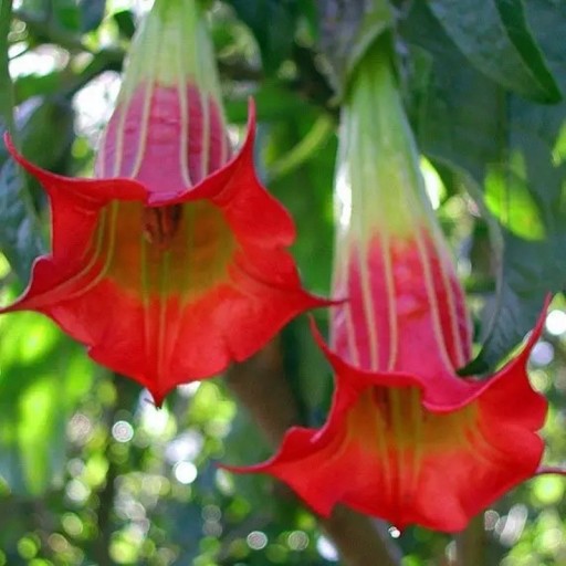 Seminaren der blutigen Brugmansie Brugmansia sanguinea 10 Stk andeanischer Baum mit rot-gelben röhrenförmigen Blüten zum Aussäen und Anbauen