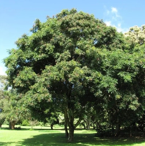 Seminaren der Pfauenbaum Adenanthera pavonina Red Sandalwood, 10 Stück, exotischer Baum mit glänzenden roten Samen, Anbau für Gewächshaus und Sammler