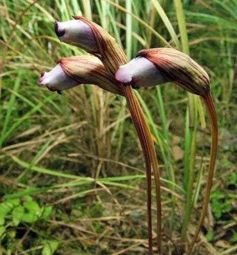 Semínka Aeginetia indica, 100 ks, exotická rostlina s neobvyklými trubkovitými květy, sběratelské pěstování pro botaniky a milovníky rarit