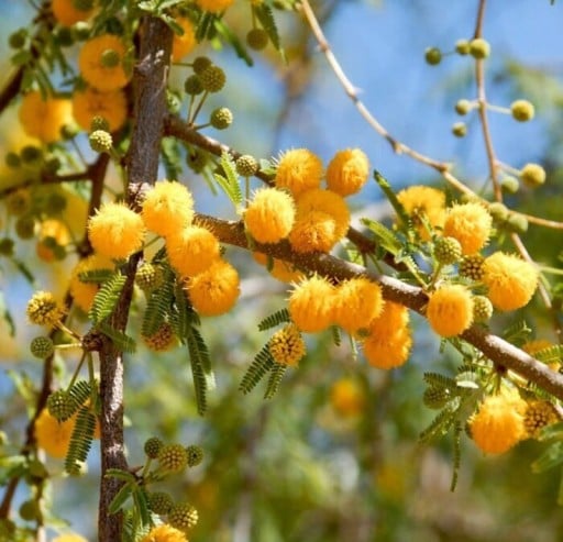 Semínka akácie Vachellia farnesiana Sweet Acacia 50 ks Trnitý keř s vonnými žlutými kulovitými květy Na pěstování i do nádoby na terasu