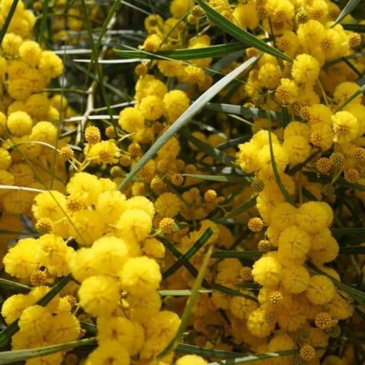 Semínka akácie Vachellia nilotica Gum Arabic Tree 20 ks Trnitý strom se žlutými kulovitými květy Na pěstování i do nádoby na terasu