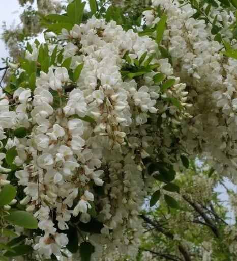 Semínka akátu Robinia pseudoacacia 50 ks Okrasný strom s bílými voňavými hroznovitými květy Na zahradu i do parku a skleníku