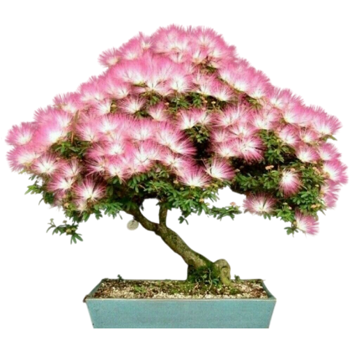Semínka albízie hedvábné Albizia julibrissin var. rosea, 10 ks, růžové hedvábné květy, výsadba pro bonsaj, zahradu a sběratele