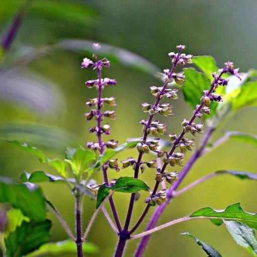 Semínka bazalky posvátné Ocimum tenuiflorum Green Leaf 1000 ks Aromatická jedlá bylinka tulsi se zelenými listy Na čaj i do kuchyně