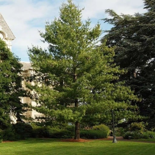 Semínka borovice himálajské Pinus wallichiana 10 ks Jehličnan s dlouhými převislými jehlicemi Na zahradu i jako solitéra