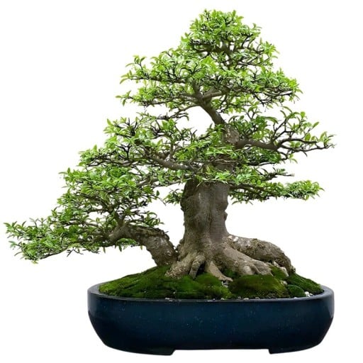 Semínka dřeviny Wrightia religiosa Water Jasmine 10 ks Tropická dřevina s vonnými bílými květy Na bonsai i do nádoby na terasu