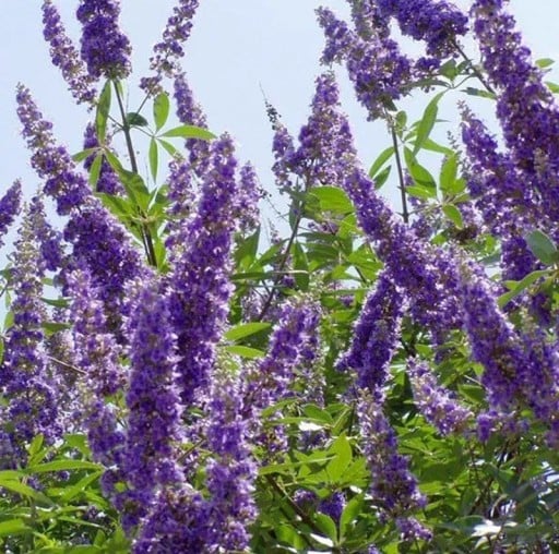 Semínka drmku Vitex agnus-castus 300 ks Opadavý keř s modrofialovými květy a aromatickými listy Na zahradu i pro včely a do nádoby