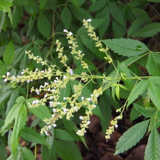 Semínka drmku Vitex negundo 100 ks Opadavý aromatický keř s bílomodrými květy a dlanitými listy Na zahradu i pro včely a do nádoby