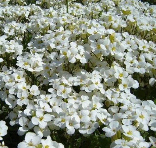Semínka huseníku Arabis caucasica Snowfix, 50 ks, hustě kvetoucí skalnička s bílými květy, výsadba na skalky a obrubníky