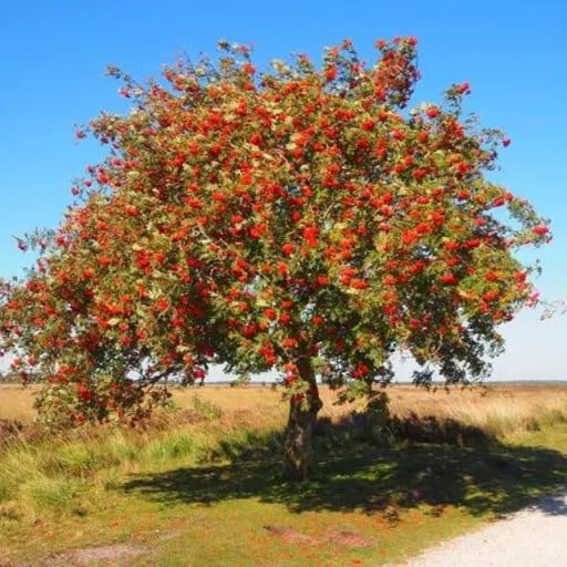 Semínka jeřábu Sorbus aucuparia Rowan 30 ks Opadavý strom s oranžově červenými plody v hroznech Na zahradu i do volné krajiny