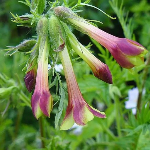 Semínka jirnice Polemonium pauciflorum 25 ks Okrasná trvalka se žlutými trubkovitými květy Na záhon i do skleníku a květináče