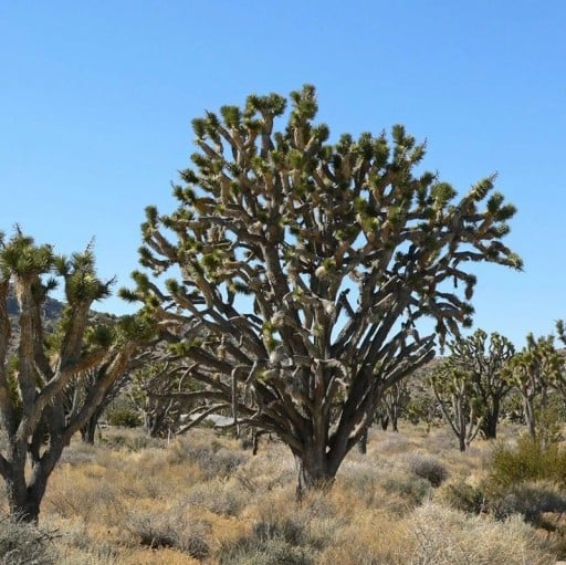 Semínka juky Yucca brevifolia Joshua Tree 5 ks Suchomilná dřevina s tuhými zelenými listy Na pěstování i do nádoby na terasu