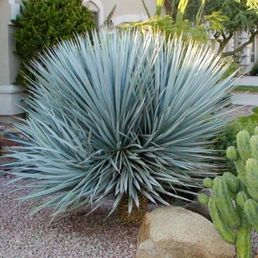 Semínka juky Yucca rigida 10 ks Suchomilná dřevina s tuhými modrošedými listy Na zahradu i do nádoby na terasu a do zimní zahrady