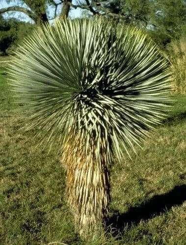 Semínka juky Yucca rostrata 20 ks Suchomilná dřevina s modrošedými listy v kulovité růžici Na zahradu i do nádoby na terasu