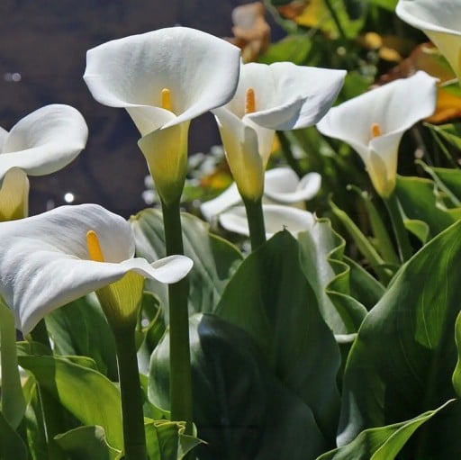 Semínka kaly Zantedeschia aethiopica 100 ks Trvalka s velkými bílými nálevkovitými květy Na záhon i k vodě a do nádoby na terasu