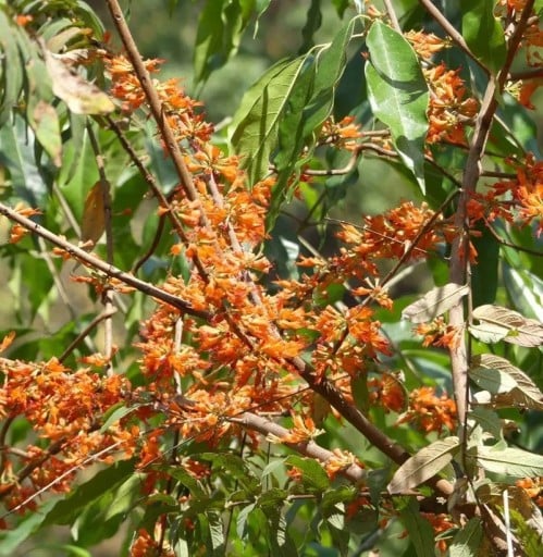 Semínka keře Woodfordia fruticosa Fire Flame 10 ks Okrasný keř s červenooranžovými trubkovitými květy Na pěstování i do nádoby