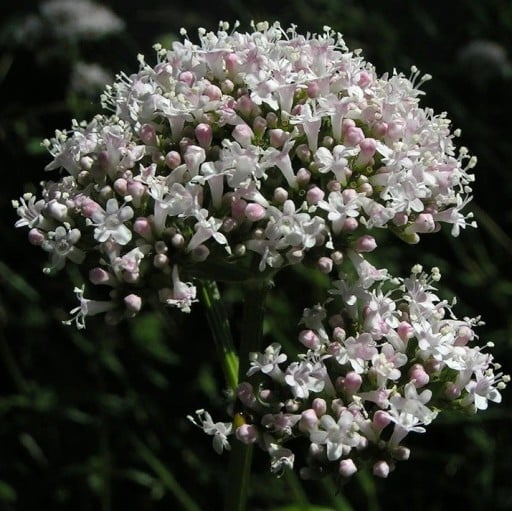 Semínka kozlíku Valeriana officinalis 200 ks Léčivá bylina s bílorůžovými květy a kořenem Na záhon i do bylinkové zahrádky