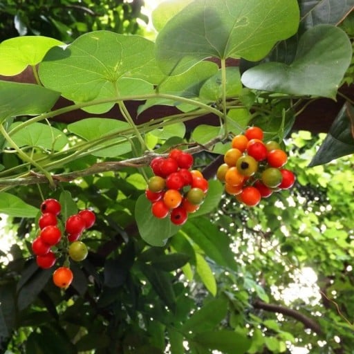 Semínka liány Tinospora cordifolia Guduchi 5 ks Popínavá rostlina se srdčitými listy a červenooranžovými plody Na pěstování i do sbírky
