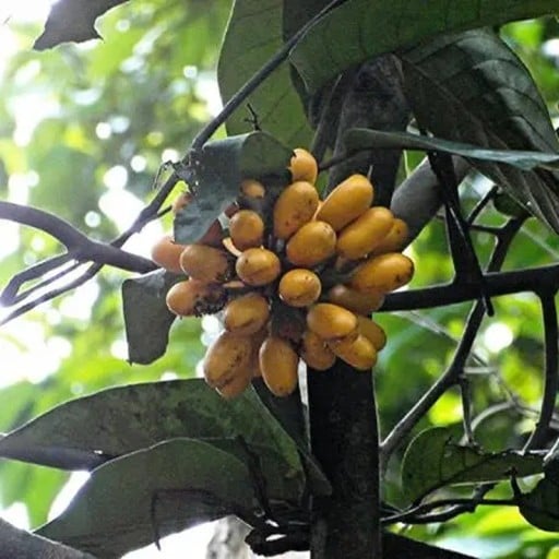 Semínka liány Uvaria littoralis Finger Fruit 2 ks Popínavá rostlina se žlutými prstovitými plody Na pěstování i do sbírky
