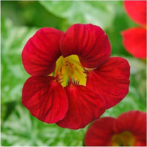 Semínka lichořeřišnice Tropaeolum majus Single Red 10 ks Popínavá letnička s červenými jedlými květy Na záhon i do truhlíku