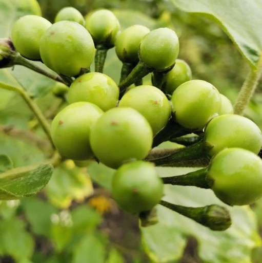Semínka lilku Solanum torvum Turkey Berry 10 ks Keř s drobnými kulatými zelenými plody v hroznech Na pěstování i do sbírky