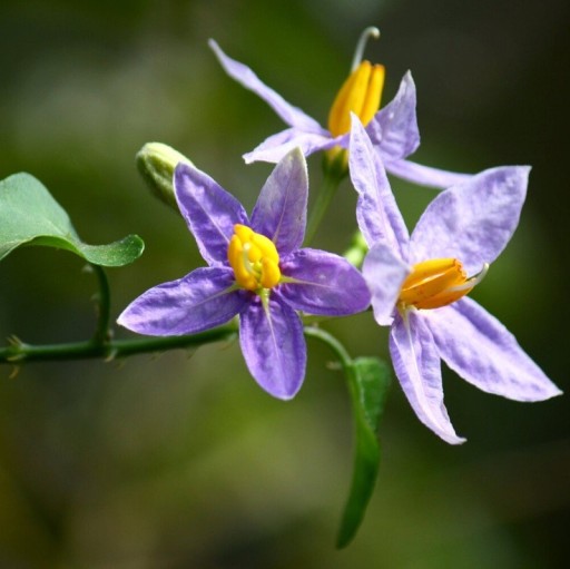 Semínka lilku Solanum trilobatum Purple Pea Eggplant 10 ks Popínavý keř s fialovými hvězdicovitými květy Na pěstování i do sbírky