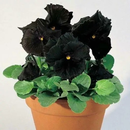 Semínka macešky Viola x Wittrockiana Clear Crystals Black 400 ks Letnička s černými květy Na záhon i do truhlíku a na balkon