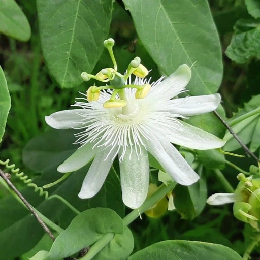 Semínka mučenky Passiflora subpeltata 10 ks Popínavá liána s čistě bílými květy a laločnatými listy Do skleníku i na opěru