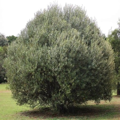 Semínka olivovníku afrického Olea europaea subsp. africana 10 ks Strom s hustou korunou a šedozelenými úzkými listy Do květináče i skleníku