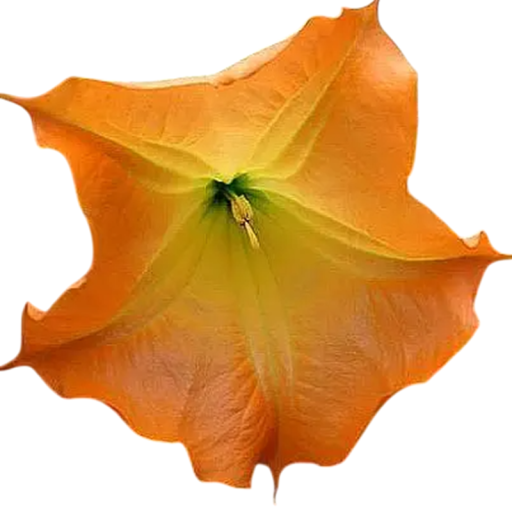 Semínka oranžové brugmansie vonné Brugmansia suaveolens 10 ks tropický keř s oranžovými trubkovitými květy pro výsev a pěstování