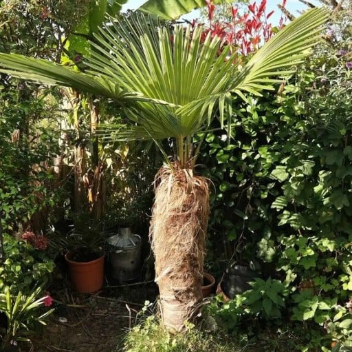 Semínka palmy Trachycarpus fortunei Naini Tal 10 ks Mrazuvzdorná vějířovitá palma se zelenými listy Na zahradu i do nádoby