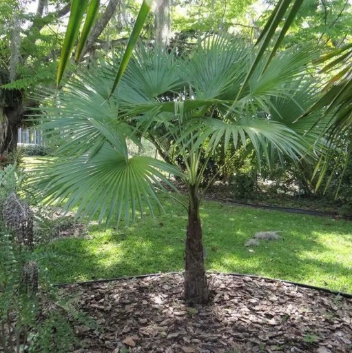 Semínka palmy Trachycarpus latisectus 5 ks Vějířovitá palma se širokými zelenými listy Na zahradu i do nádoby na terasu a do zimní zahrady