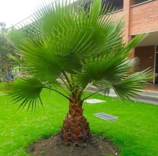 Semínka palmy Washingtonia robusta 10 ks Rychle rostoucí vějířovitá palma se zelenými listy Na pěstování i do nádoby na terasu