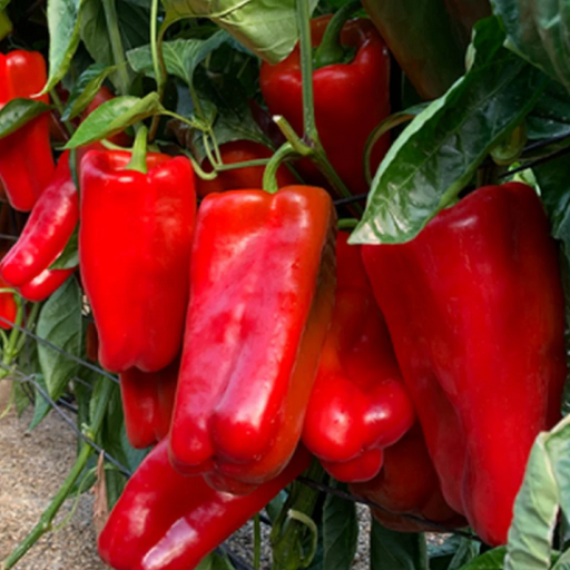Semínka papriky Lamuyo 100 ks Raná odrůda papriky Snadné pěstování venku